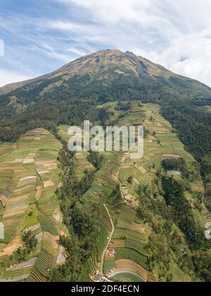 Vista aerea dei giardini di verdure terrazzati sulle pendici del Monte Sumbing, Giava Centrale-Indonesia Foto Stock