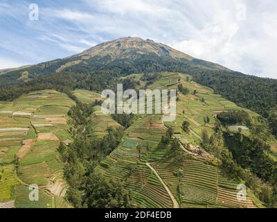 Vista aerea dei giardini di verdure terrazzati sulle pendici del Monte Sumbing, Giava Centrale-Indonesia Foto Stock