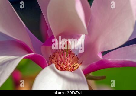 Giugno Magnolia in piena fioritura Foto Stock
