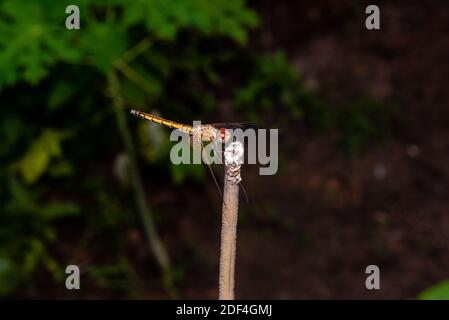 Dragonfly crogiolarsi al sole; la bellezza della natura, i colori vivaci Foto Stock