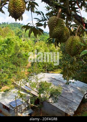 Pannello solare sul tetto della casa di contadino di frutta nel foresta Foto Stock