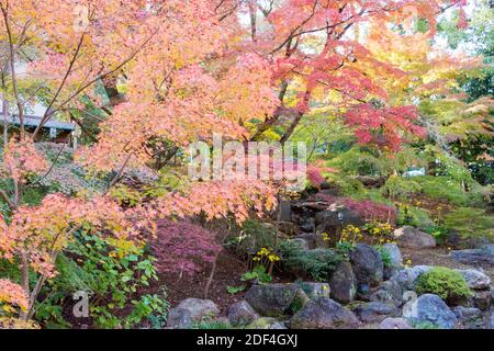 Kyoto, Giappone - colore delle foglie autunnali al Santuario Nagaoka Tenmangu di Nagaokakyo, Kyoto, Giappone. Il Santuario è stato una storia di oltre 1000 anni. Foto Stock