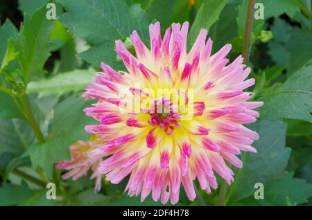 Delizia estiva all'Heritage Gardens, Sandwich, ma Foto Stock