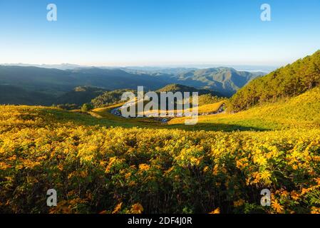 Paesaggio natura fiore Tung Bua Tong messicano girasole fieldin stagione invernale durante l'alba a Mae Hong Son vicino Chiang mai, Thailandia. Foto Stock