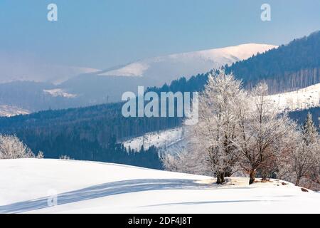 alberi in brina su una collina innevata. fiaba paesaggio montano invernale. tempo foggoso in una giornata di sole Foto Stock