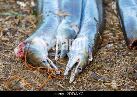 Pesce appena pescato dall'Oceano Indiano a terra, Masoala Madagascar Foto Stock