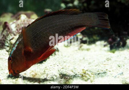 Pappagallo Pesce, scarus sp. Foto Stock