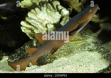 Squalo nutrice, ginglymostoma cirratum, Adulti Foto Stock