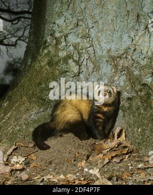 European Polecat, mustela putorius, Adulto in piedi vicino albero Foto Stock