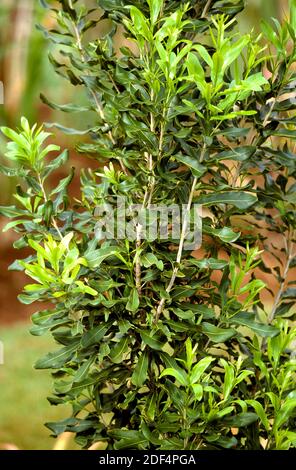 Albero di macadamia, macadamia sp. Arbusto in Hawaii Foto Stock