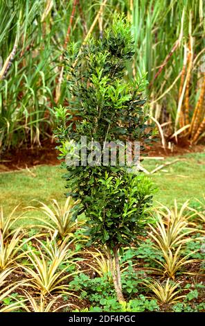 Albero di macadamia, macadamia sp. Arbusto in Hawaii Foto Stock