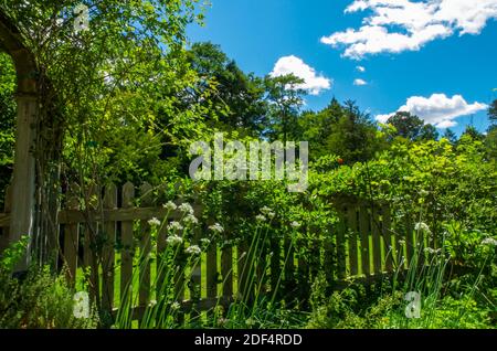 Giardino estivo e fence con cielo blu, Heritage Gardens, Sandwich, ma Foto Stock