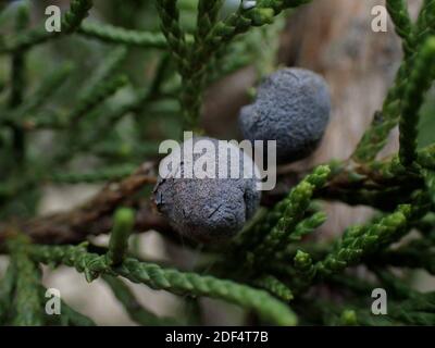 Bacche mature di ginepro di Ashe (Juniperus ashei), che crescono selvatiche in Texas Foto Stock