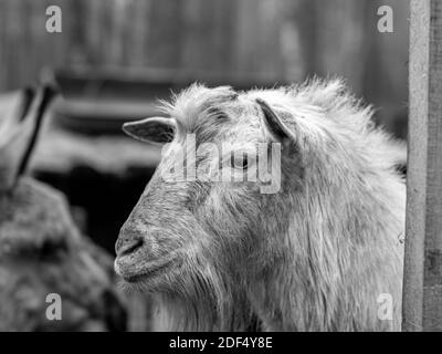 La testa della capra bianca è in primo piano. La capra guarda da dietro la recinzione Foto Stock