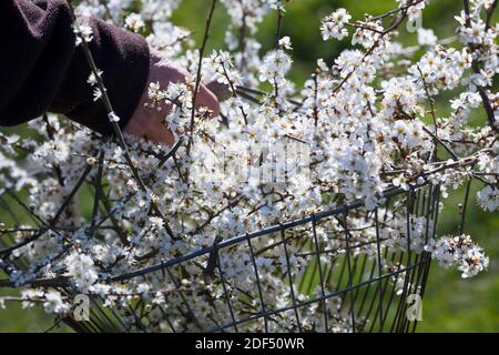 Schlehenblüten-Ernte, Schlehenblütenernte, blühende Schlehenzweige in einem Korb, Sammelkorb, Schlehen-Ernte, Schlehenernte, Ernte, Sammeln von Schleh Foto Stock