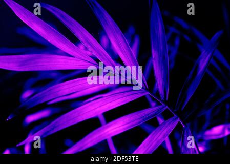 Primo piano di una foglia di palma chiara al neon su sfondo scuro. Viola esotica giungla fogliame layout. Vita notturna vivace texture floreale carta da parati. Foto Stock
