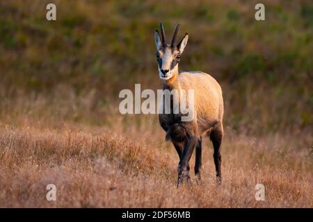 Camoscio di Tatra con gambe incrociate rivolte verso la macchina fotografica nel mezzo di erba secca. Foto Stock