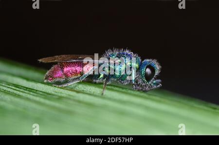Jewel Wasp (Chrysis ignita) dalla coda di rubino poggiato sulla lama di foglia, Galles, maggio Foto Stock