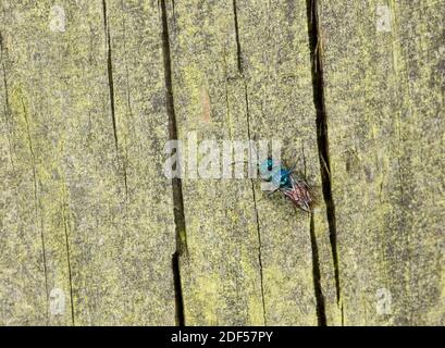 Jewel Wasp (Chrysis ignita) con coda di rubino, poggiato su legno, Galles, maggio Foto Stock