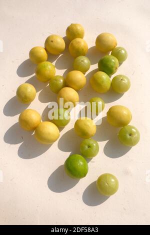 UNA VITA MORTA DI FRUTTI DI BOSCO, AMLA E LIMONI INDIANI (NIMBOO) Foto Stock