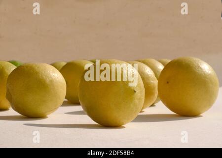 UNA VITA MORTA DI LIMONI (NIMBOO) Foto Stock