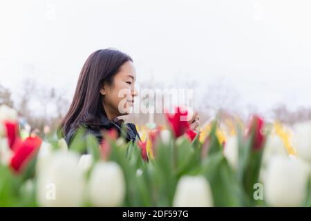 Donna felice di scattare foto con smartphone in campo tulipano. Foto Stock