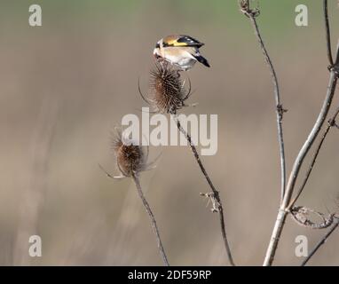 Un singolo Goldfinch che alimenta la teasel Foto Stock