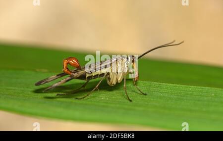 Scorpion comune Fly (Panorpa communis) maschio a riposo sulla lama di foglia, Galles, maggio Foto Stock