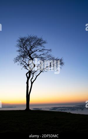 Un unico faggeta silhouette contro il tramonto con nebbia nel tardo pomeriggio su Roundway Hill nei Wessex Downs. Vale di Pewsey, Wiltshire, Inghilterra Foto Stock