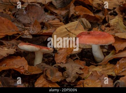 Falce di legno di faggio, Russula nobilis, funghi tra le lettiere di foglie in vecchio legno di faggio, New Forest. Foto Stock