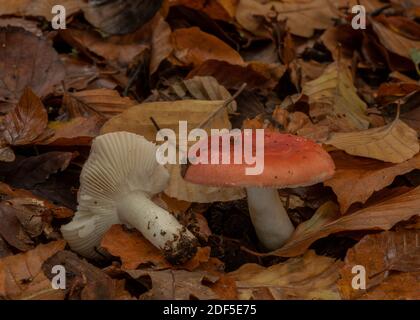 Falce di legno di faggio, Russula nobilis, funghi tra le lettiere di foglie in vecchio legno di faggio, New Forest. Foto Stock