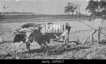 Scenes in Cuba., foto, fotografie, 1899, Hill, Robert Thomas, 1858-1941 Foto Stock