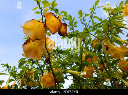 Brugmansia feingold Angeli tromba fiori gialli in autunno luce del sole appena cominciando a deteriorare Santander Cantabria Spagna Foto Stock