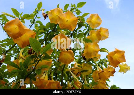 Brugmansia feingold Angeli tromba fiori gialli in autunno luce del sole appena cominciando a deteriorare Santander Cantabria Spagna Foto Stock