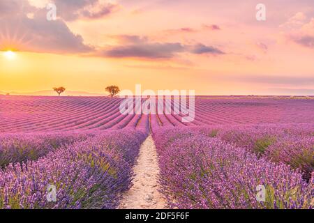 Meraviglioso paesaggio naturale, incredibile tramonto con fiori di lavanda fioriti. Moody Sky, colori pastello su luminosa vista panoramica. Floreale panoramico Foto Stock