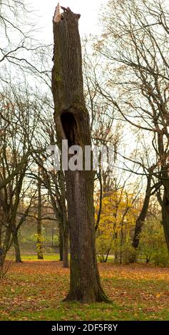 Un tronco di albero tagliato con un foro Foto Stock
