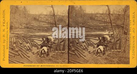 Pineries of Minnesota, (sul drive)., immagine, Stereographs, 1850 - 1930 Foto Stock