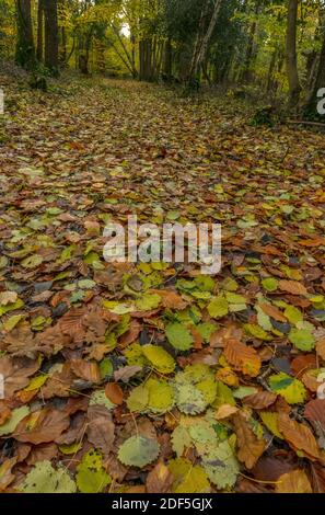 Foglie cadute di Aspen, quercia e faggio, in autunno lungo un sentiero in Castle Hill Woods, vicino Cranborne; Dorset. Foto Stock