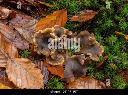 Tromba Chanterelle, Craterellus tubaeformis, grattuggiando in una cucciolata di foglie di muschio sotto alberi di faggio, Foresta Nuova. Foto Stock