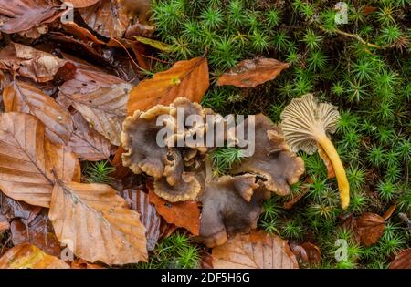 Tromba Chanterelle, Craterellus tubaeformis, grattuggiando in una cucciolata di foglie di muschio sotto alberi di faggio, Foresta Nuova. Foto Stock