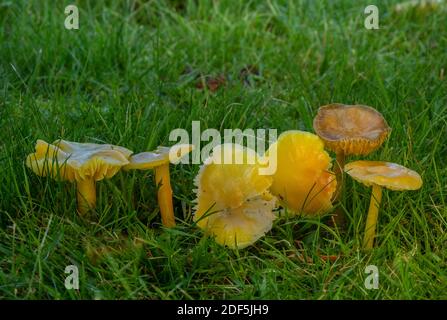 Gruppo di Golden Waxcap, Hygrocybe clorophana, in prateria di falda, Wimborne Cemetery, Dorset. Foto Stock