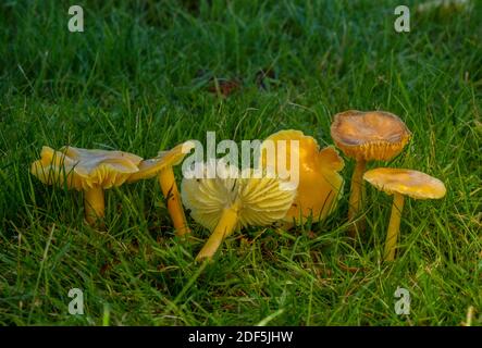 Gruppo di Golden Waxcap, Hygrocybe clorophana, in prateria di falda, Wimborne Cemetery, Dorset. Foto Stock