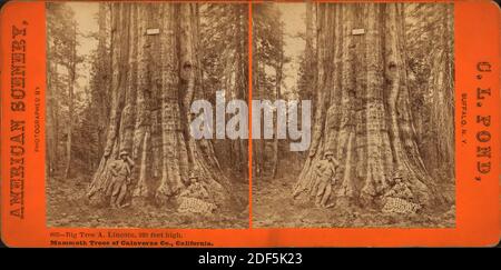 Big Tree A. Lincoln, 320 piedi di altezza, Mmammoth alberi di Calaveras Co., California., immagine fissa, Stereographs, 1850 - 1930, Stagno, C. L. (Charles L Foto Stock