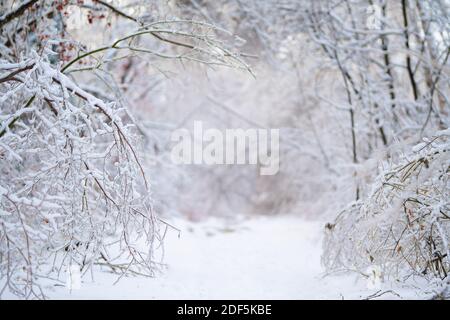 Bella foresta invernale dopo la prima neve pesante Foto Stock