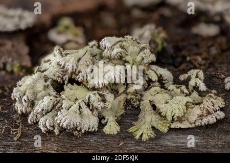 Split Gill, comune di Schizophyllum, fungo su Faggio caduto. Foto Stock