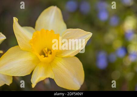 Incredibile campo di fiori giallo Daffodils alla luce del sole del mattino. L'immagine perfetta per lo sfondo di primavera, il paesaggio floreale. Foto Stock