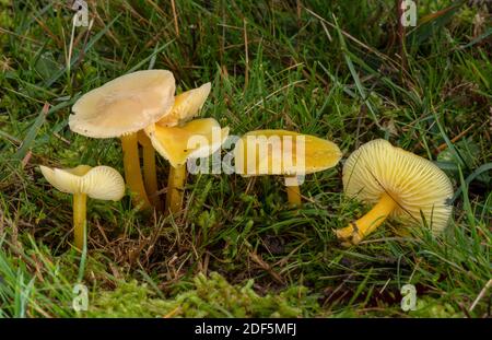 Gruppo di Golden Waxcap, Hygrocybe clorophana, funghi in prateria pascolata, Corfe Common, Dorset. Foto Stock