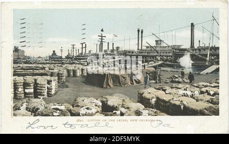 Cotone sul Levee, New Orleans, la., immagine fissa, Cartoline, 1898 - 1931 Foto Stock