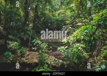 Fiume tranquillo con piccole cascate nella lussureggiante foresta tropicale di Palenque, Chiapas, Messico Foto Stock