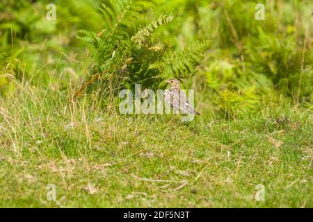 Skylark (Alauda arvensis) canto a terra, Bradnor Hill Kington Herefordshire UK. Luglio 2020. Foto Stock